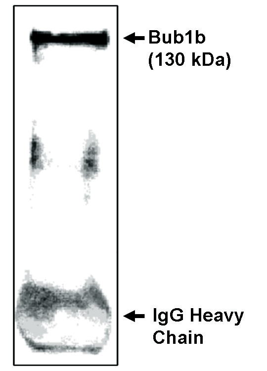 "
Immunoprecipitation/
Western blot analysis
using Bub1b-CT antibody on NIH/3T3 cells synchronized to obtain mostly mitotic cells as determined by flow
cytometry."